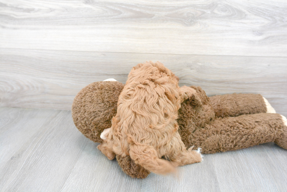 Cavapoo Pup Being Cute