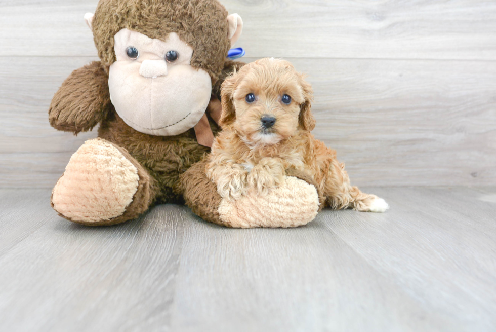 Friendly Cavapoo Baby