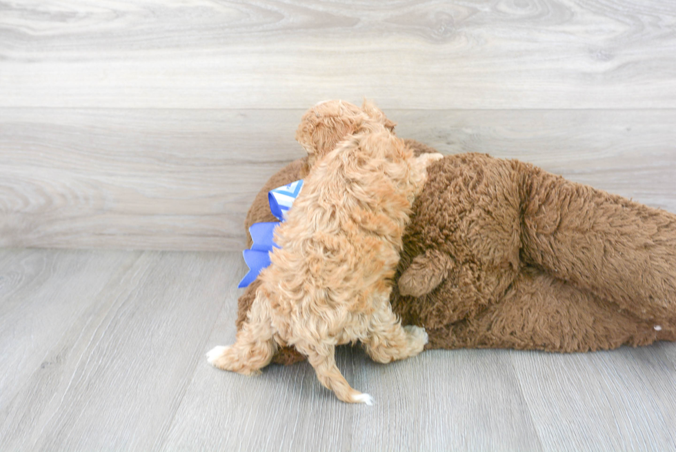 Cavapoo Pup Being Cute