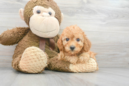 Popular Cavapoo Poodle Mix Pup