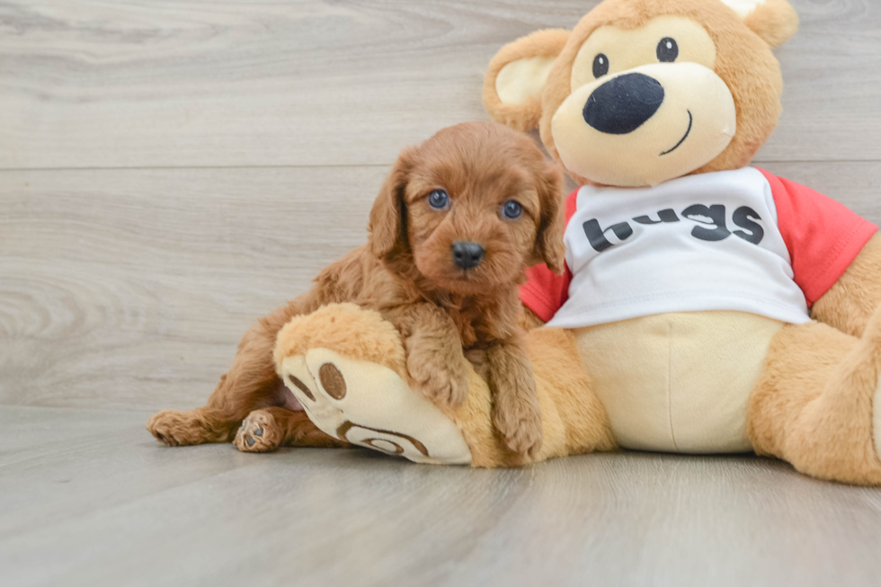 Happy Cavapoo Baby
