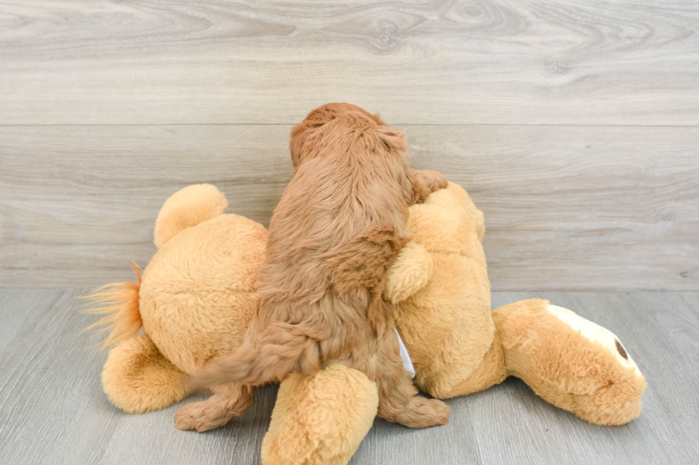 Best Cavapoo Baby