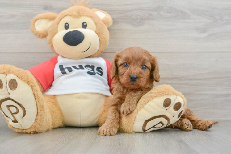 Best Cavapoo Baby