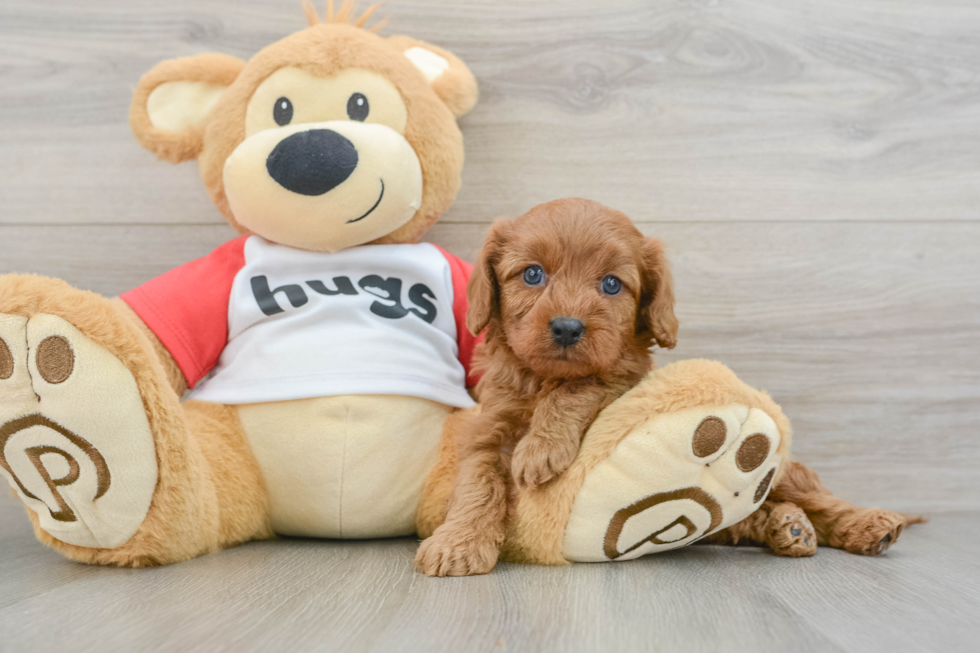 Best Cavapoo Baby