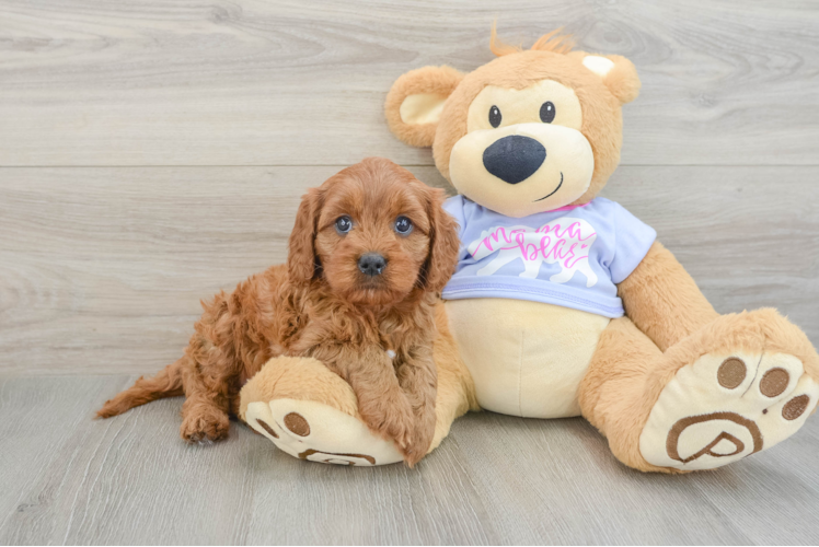 Sweet Cavapoo Baby