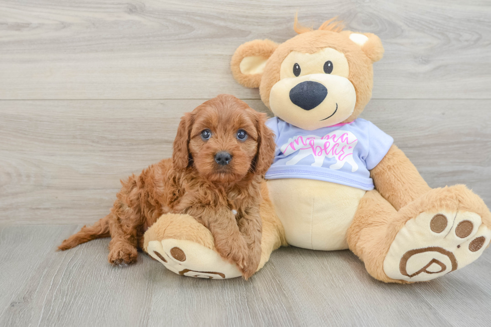Sweet Cavapoo Baby