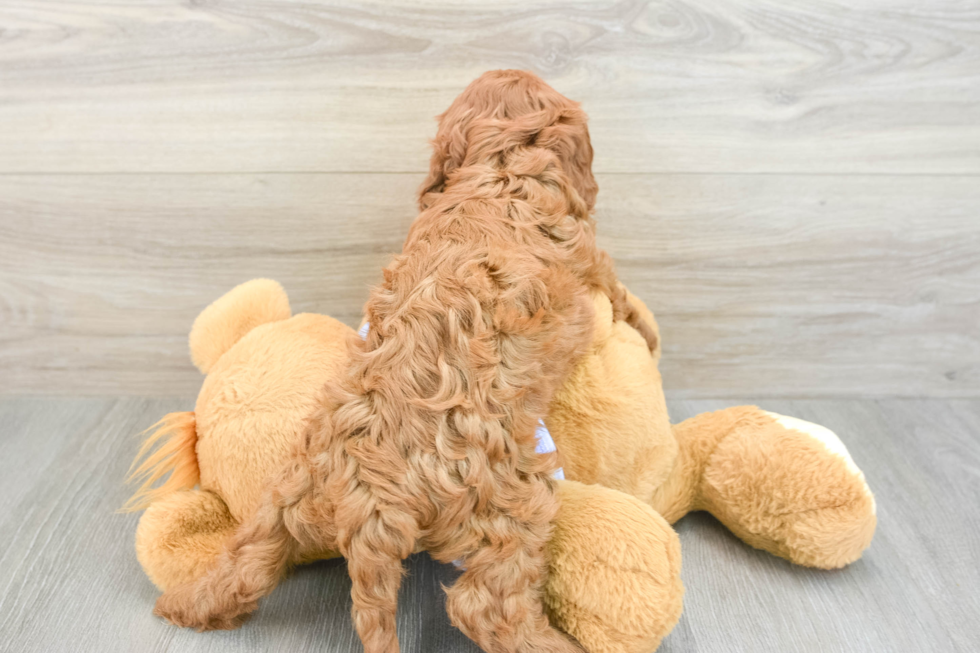 Hypoallergenic Cavadoodle Poodle Mix Puppy