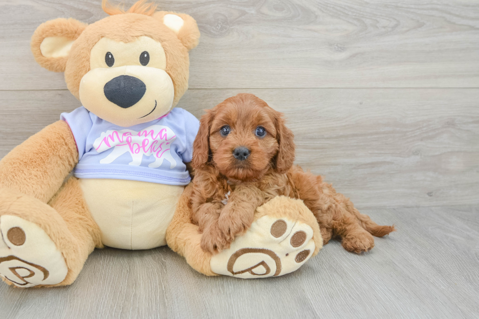 Adorable Cavalier King Charles Spaniel and Poodle Mix Poodle Mix Puppy