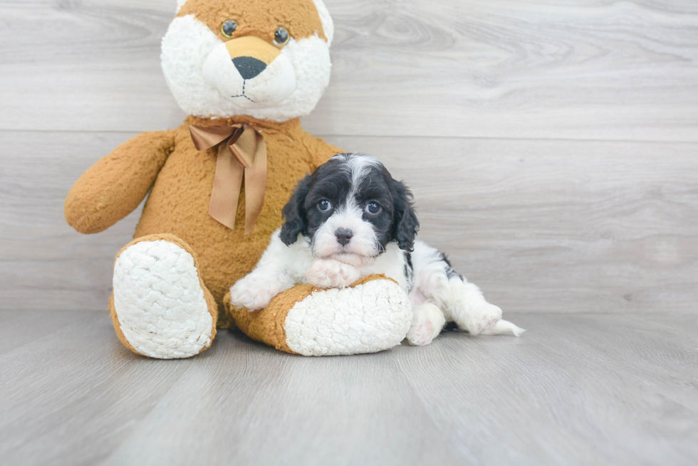 Cavapoo Pup Being Cute