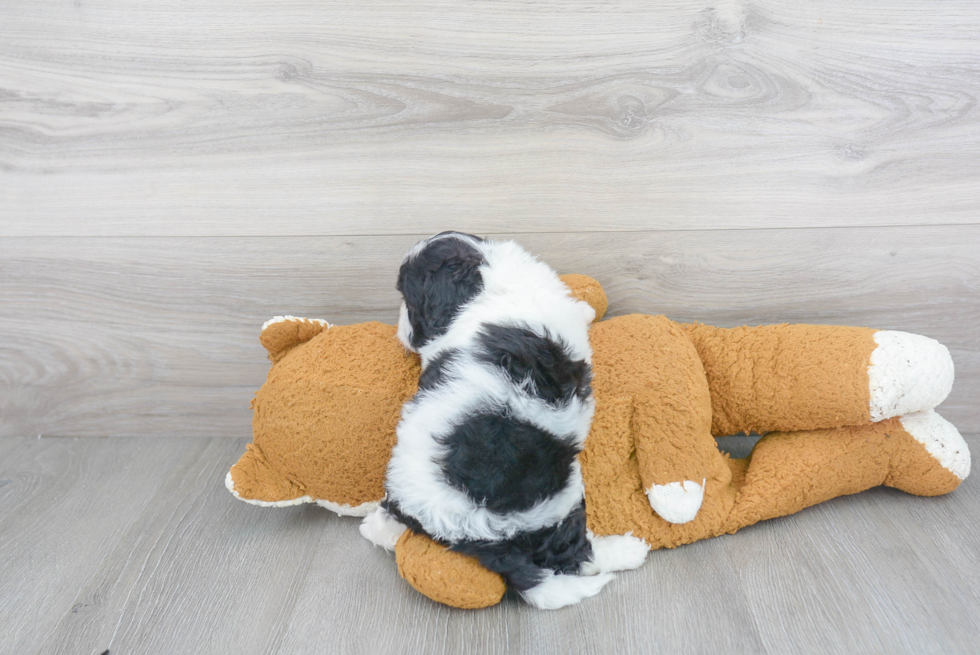Funny Cavapoo Poodle Mix Pup