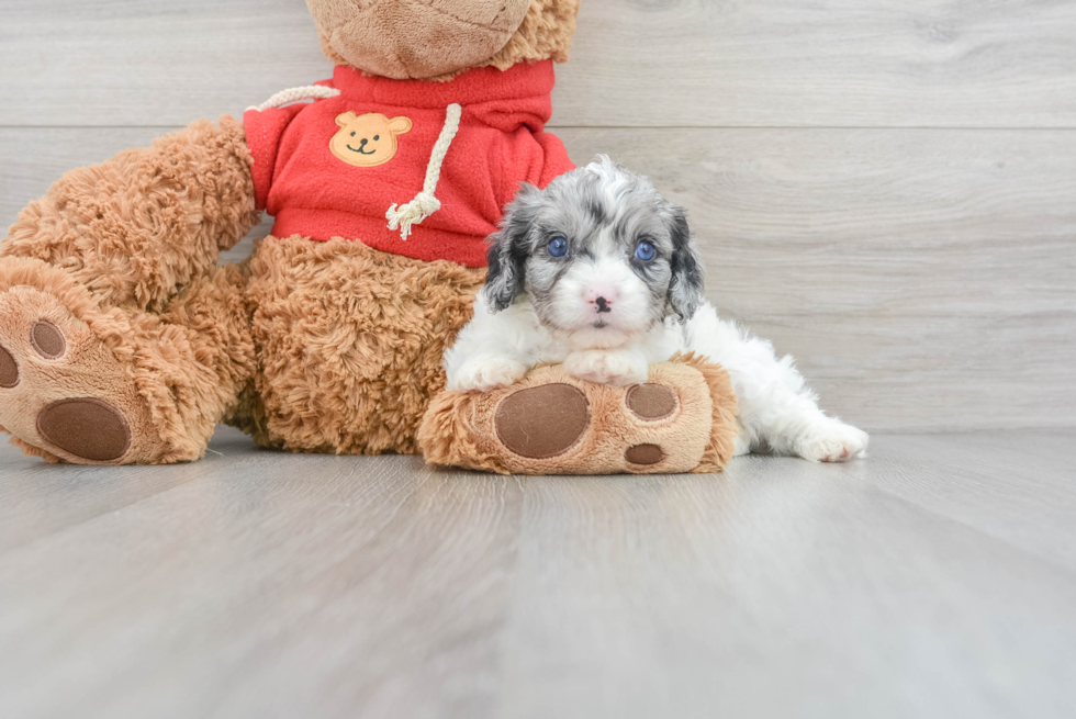 Cavapoo Pup Being Cute