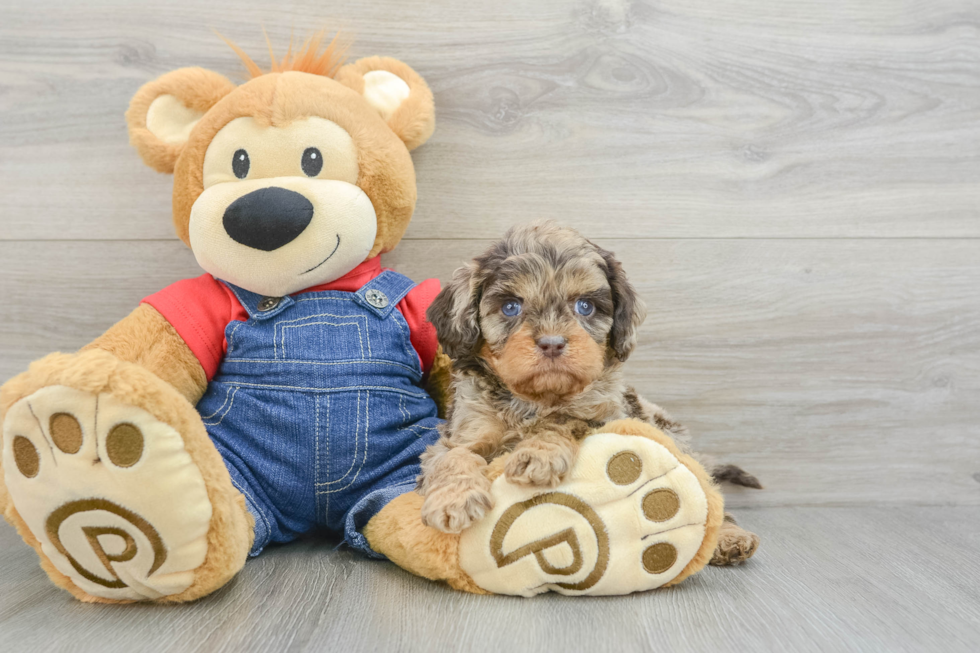 Cavapoo Puppy for Adoption