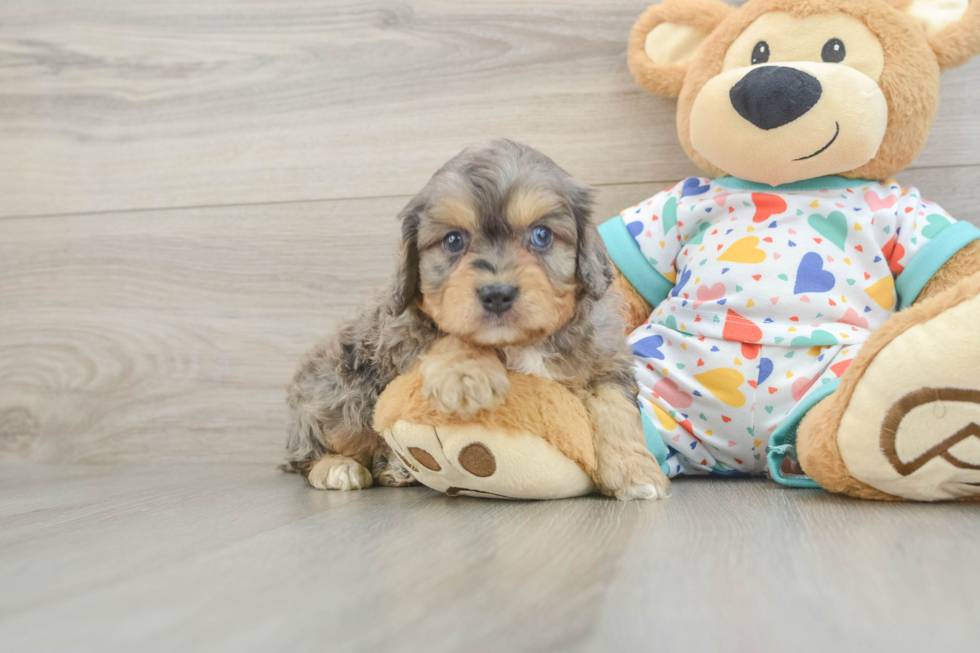 Cavapoo Pup Being Cute