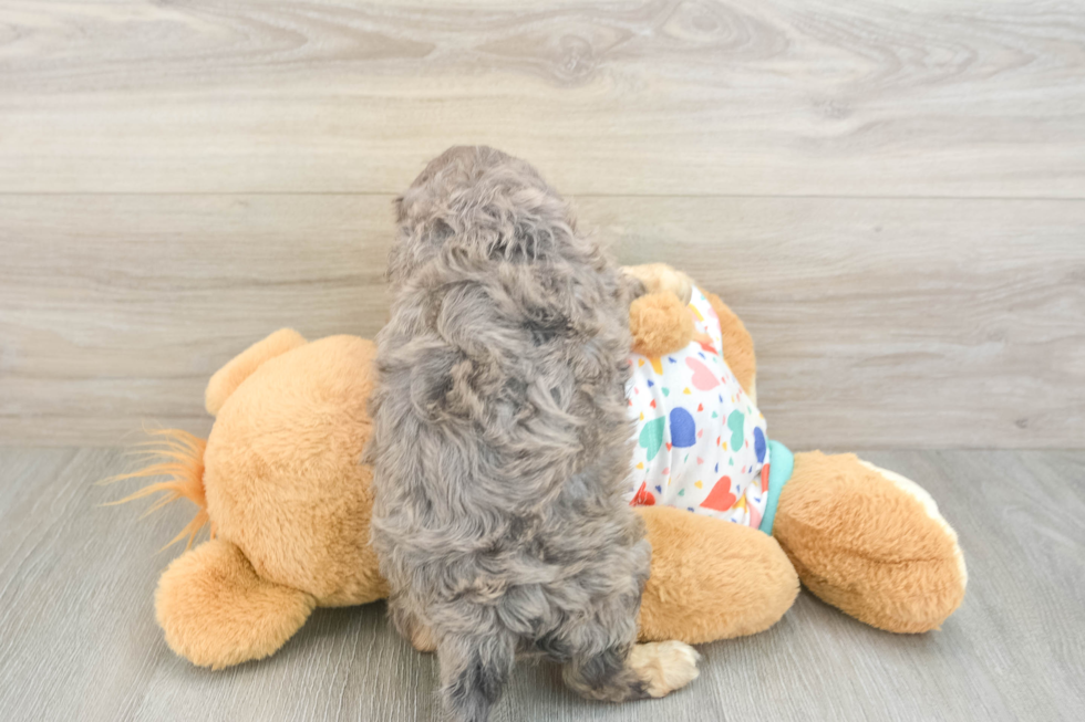 Energetic Cavoodle Poodle Mix Puppy