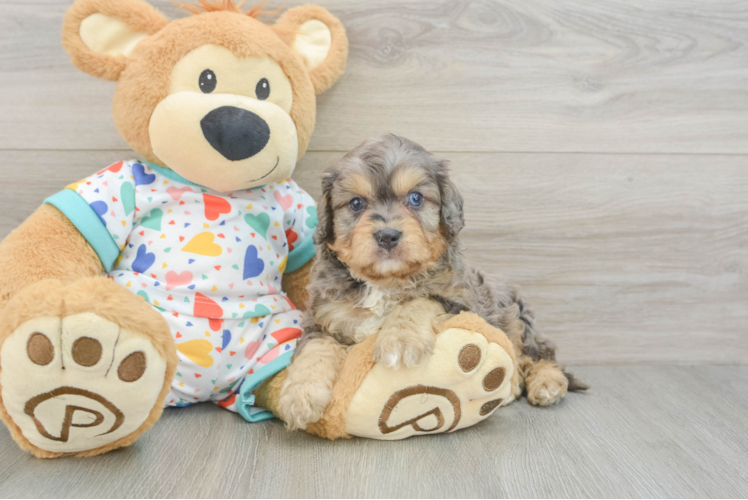 Energetic Cavoodle Poodle Mix Puppy