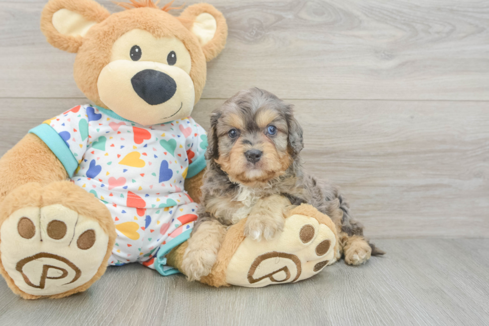 Energetic Cavoodle Poodle Mix Puppy