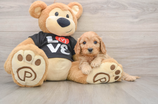 Cavapoo Pup Being Cute