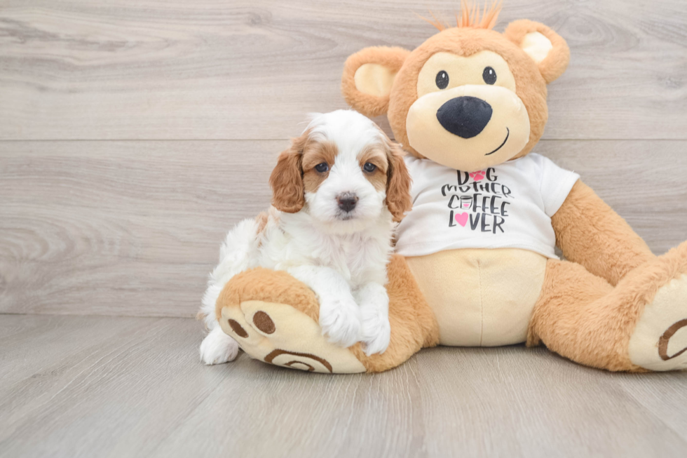 Cavapoo Puppy for Adoption