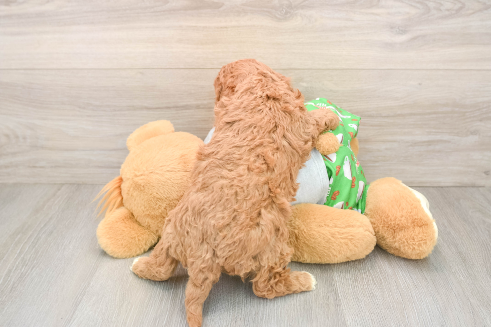 Cavapoo Pup Being Cute