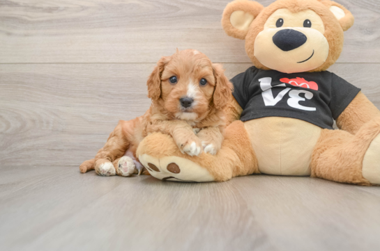 JAMESON, a Cavapoo littermate