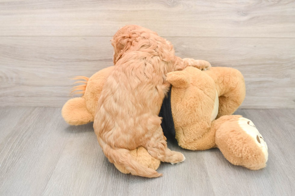 Cavapoo Pup Being Cute