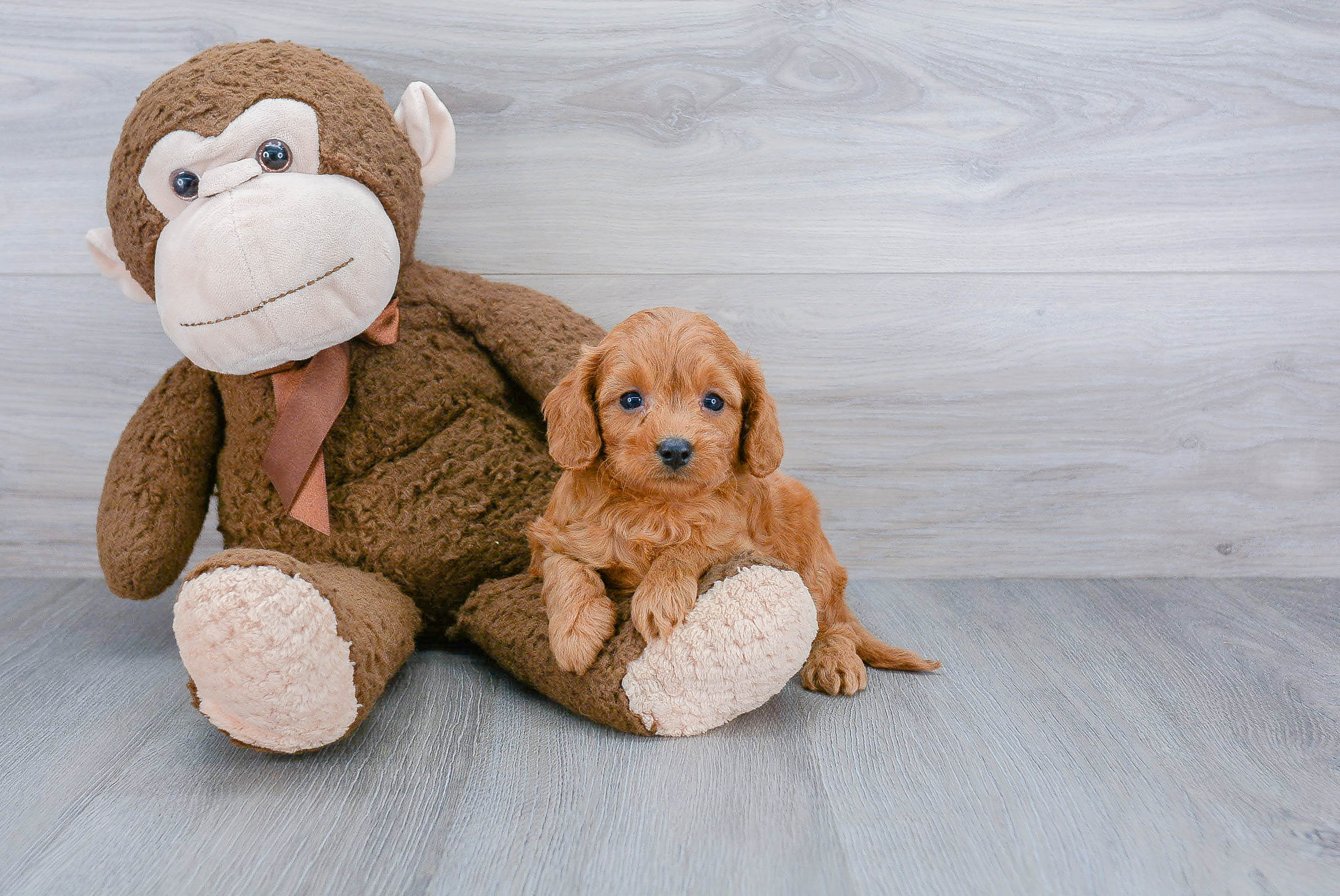 Cavapoo Puppy for Adoption