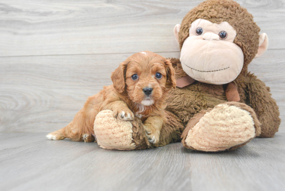 Playful Cavoodle Poodle Mix Puppy
