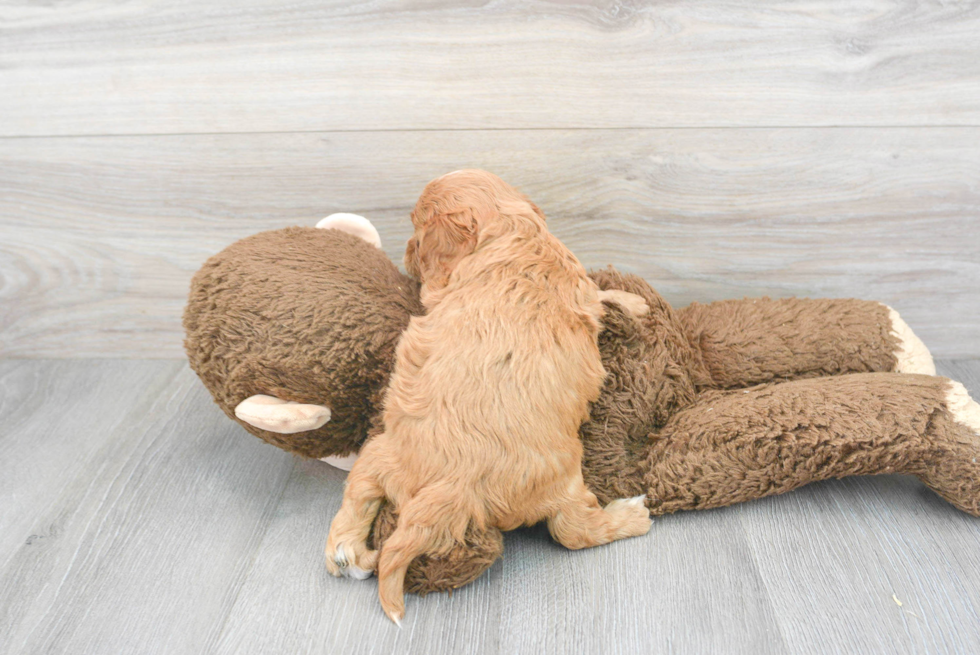 Cute Cavapoo Baby