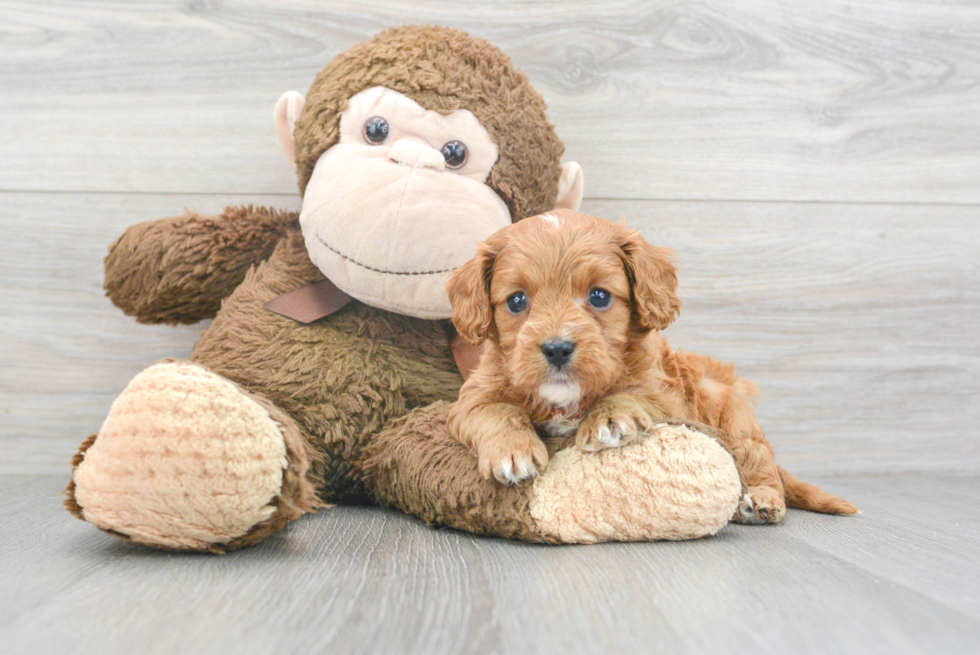 Popular Cavapoo Poodle Mix Pup