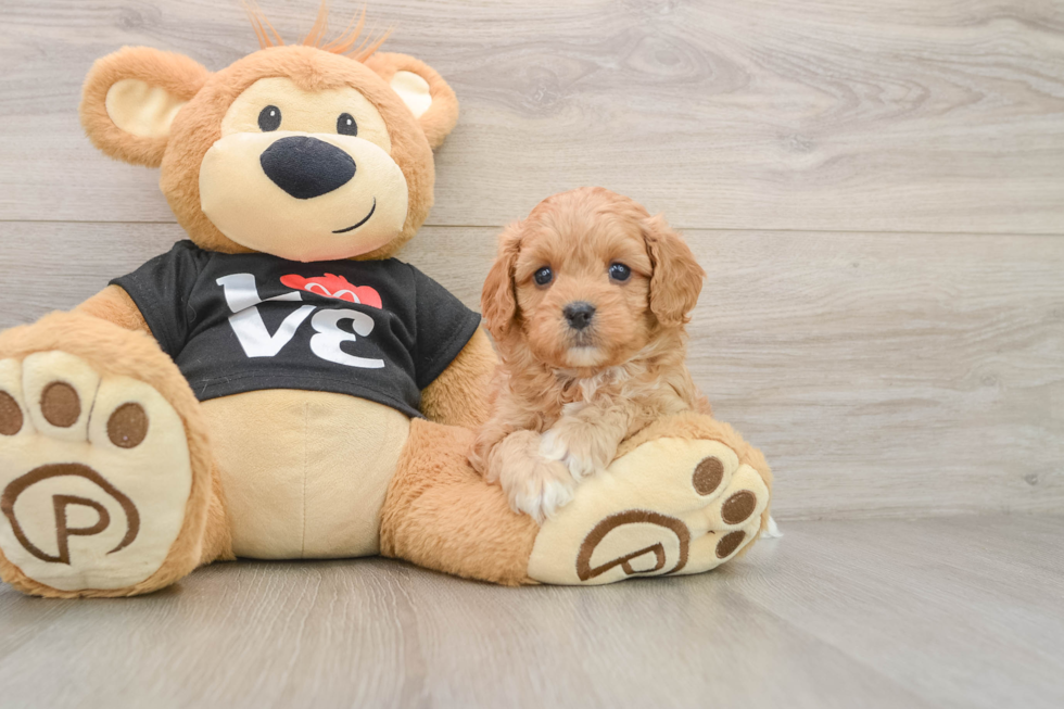 Happy Cavapoo Baby