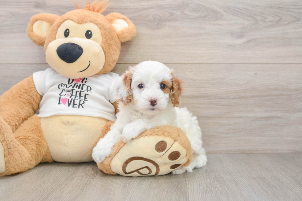 Cavapoo Pup Being Cute