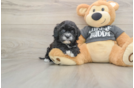 Cavapoo Pup Being Cute