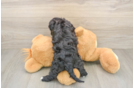 Energetic Cavoodle Poodle Mix Puppy