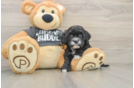 Sweet Cavapoo Baby