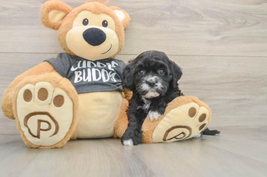 Sweet Cavapoo Baby