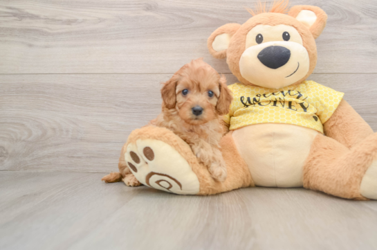 JENELLE, a Cavapoo littermate