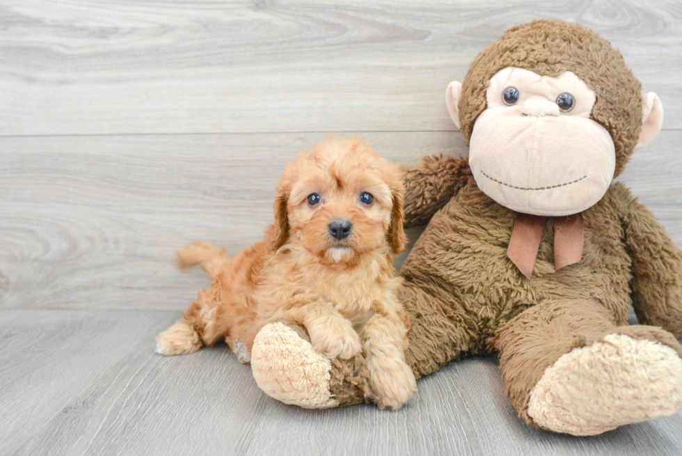 Cavapoo Pup Being Cute