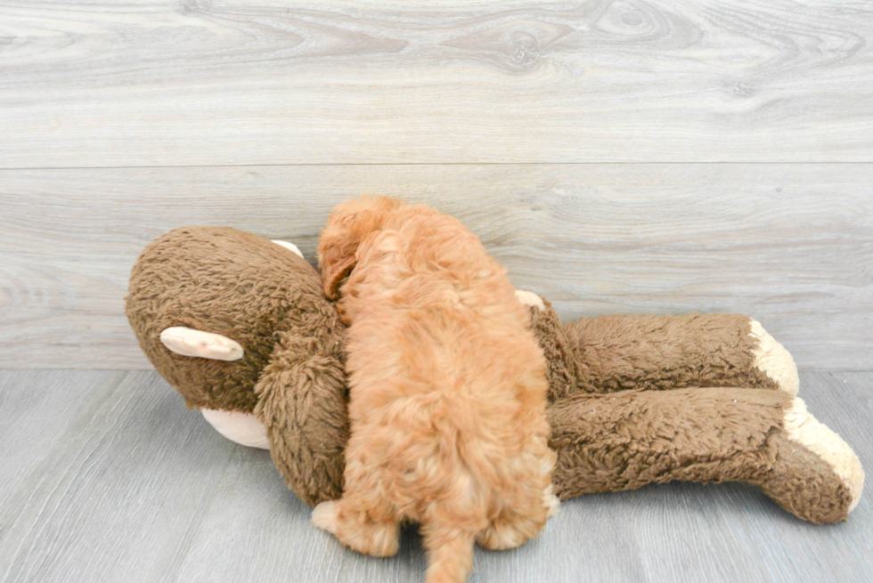 Cavapoo Puppy for Adoption