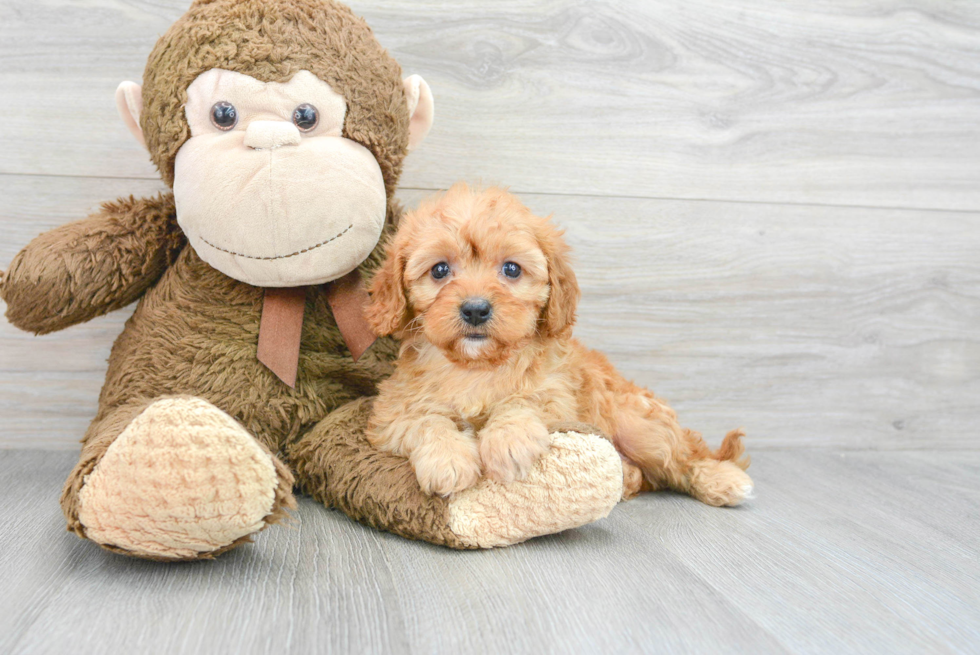 Playful Cavoodle Poodle Mix Puppy