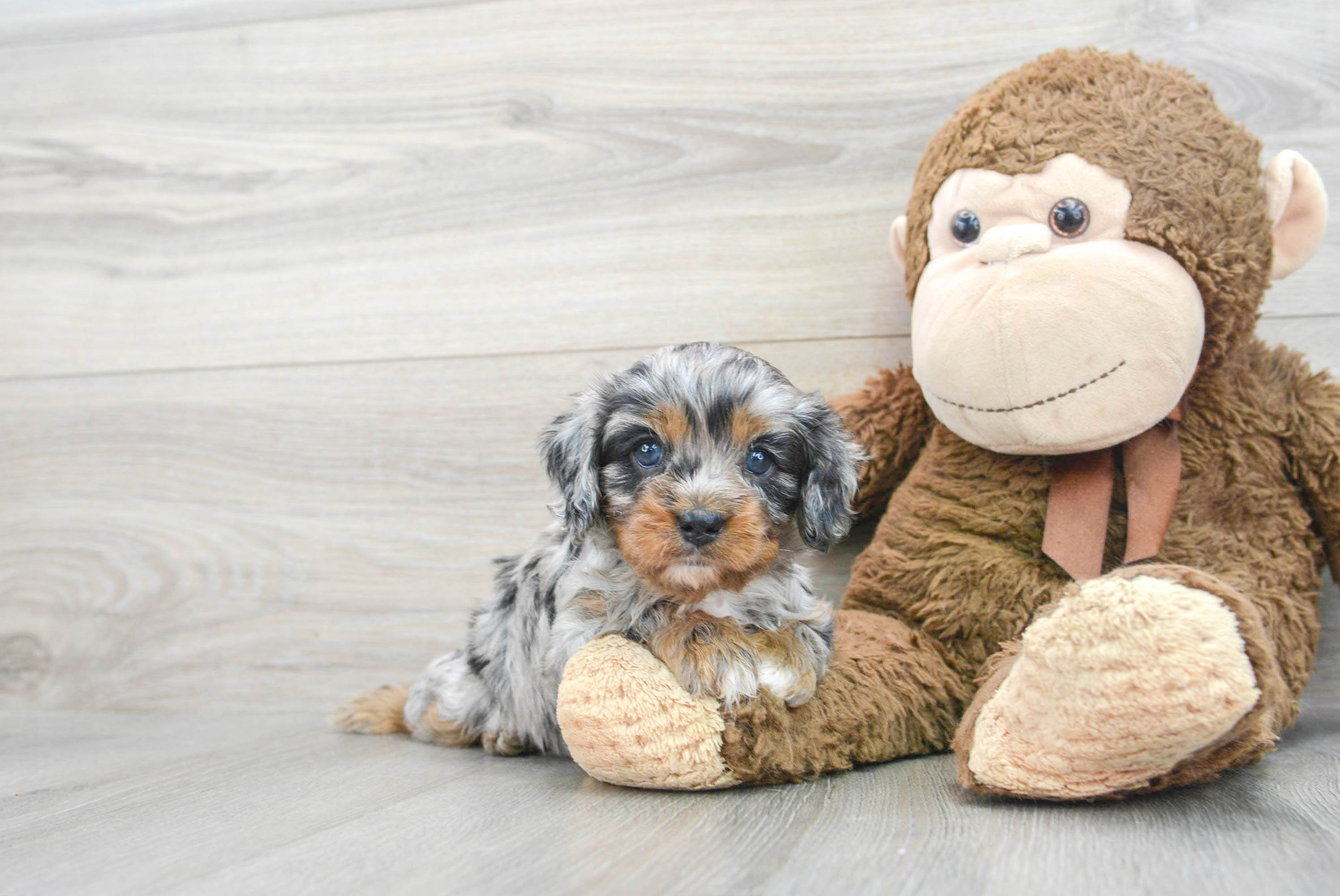 Petite Cavapoo Poodle Mix Pup