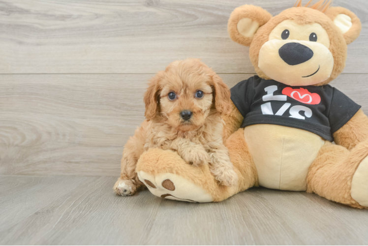 Cavapoo Pup Being Cute