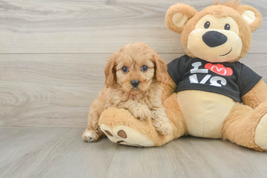 Cavapoo Pup Being Cute