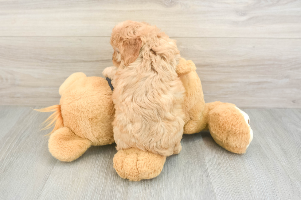 Cavapoo Pup Being Cute