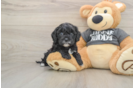 Cavapoo Pup Being Cute