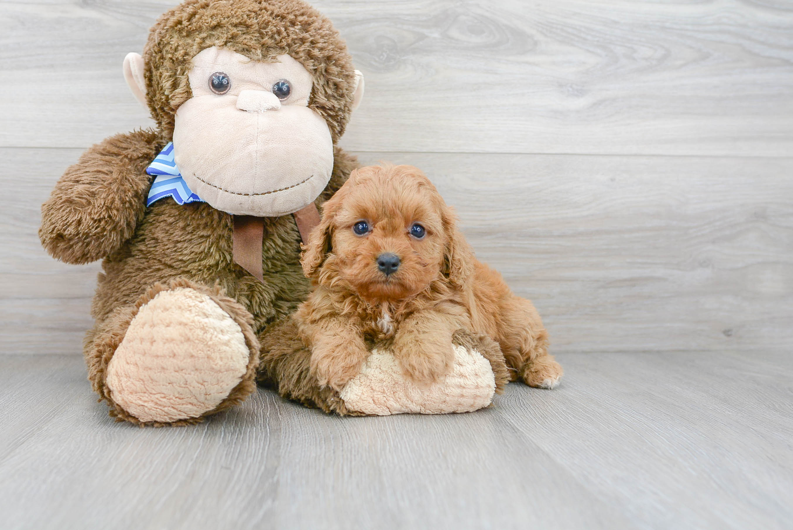 Happy Cavapoo Baby