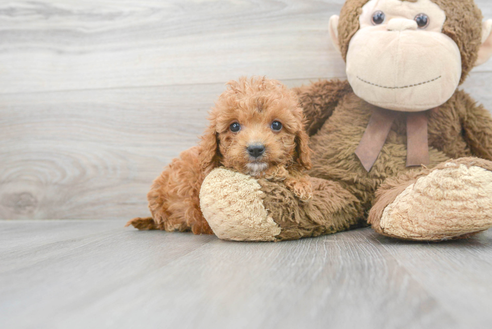Cavapoo Pup Being Cute