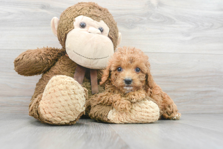 Hypoallergenic Cavoodle Poodle Mix Puppy