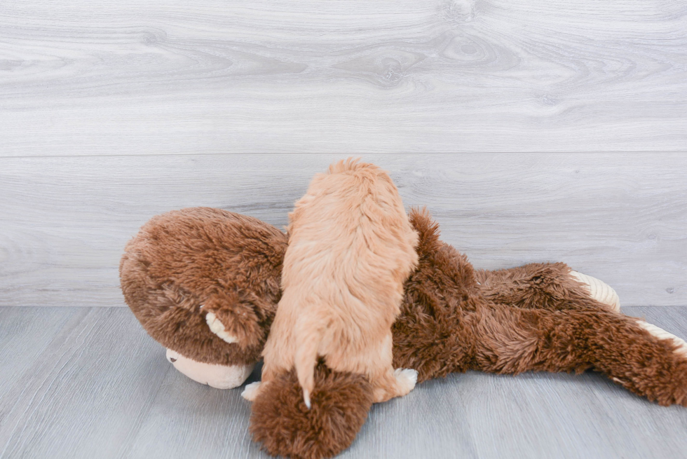 Cavapoo Pup Being Cute