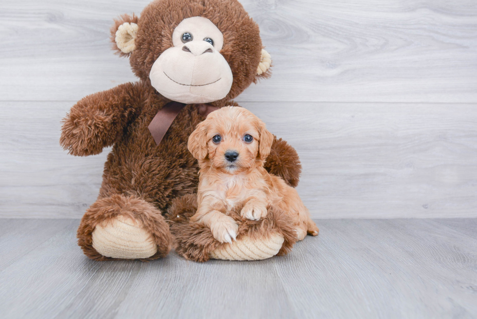 Playful Cavoodle Poodle Mix Puppy