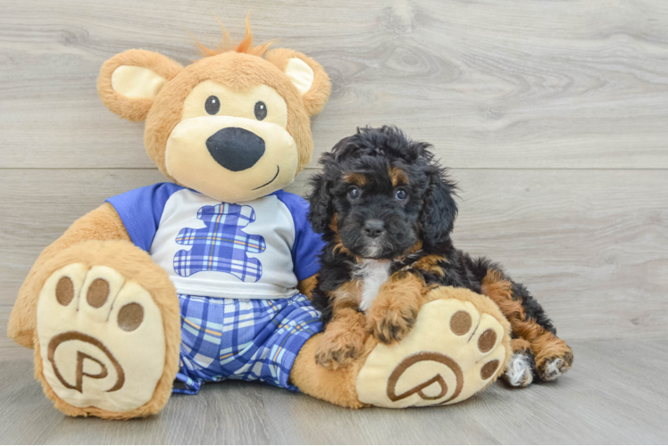 Adorable Cavalier King Charles Spaniel and Poodle Mix Poodle Mix Puppy